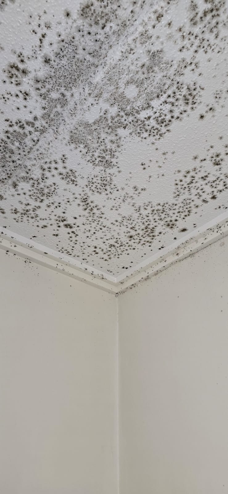 Ceiling corner saturated with black mould