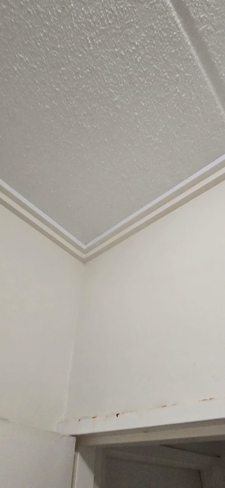 Pristine clean ceiling corner after mould removal